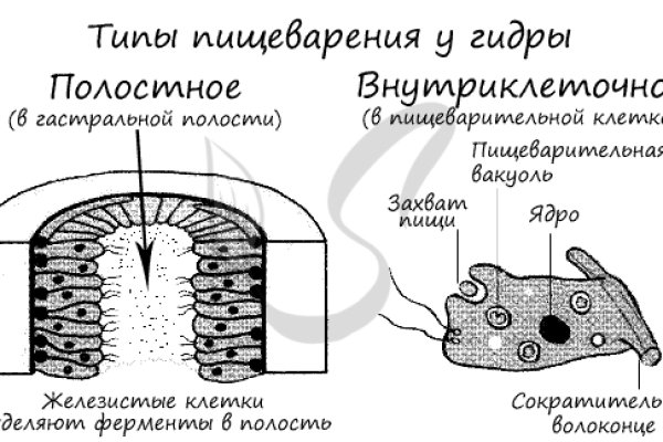 Кракен даркнет поддержка