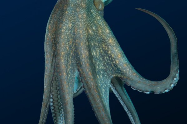 Kraken 18